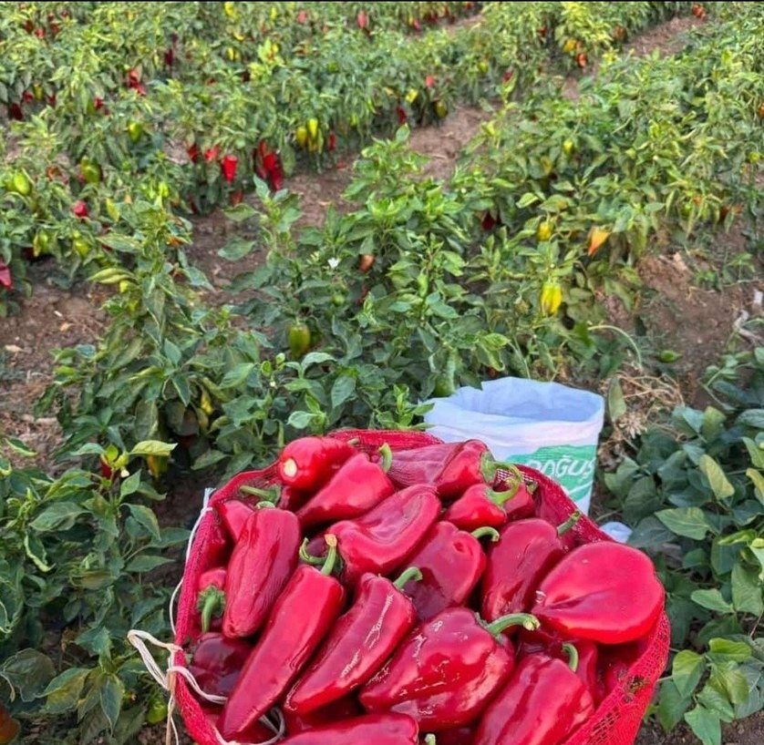 biber salçası - Görsel 3