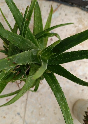 Çiçek Yeşil Aloe Vera Bitkisi