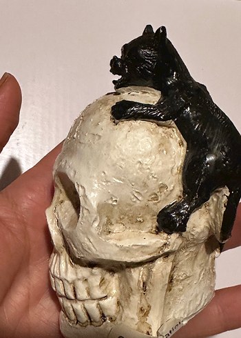  Beden siyah Renk Kafatası Üzerinde Siyah Kedi Biblosu Halloween