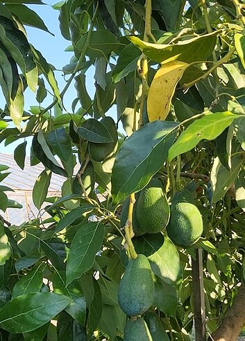 38 Beden Dalından avokado