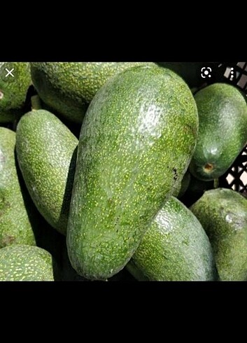 Dalından avokado
