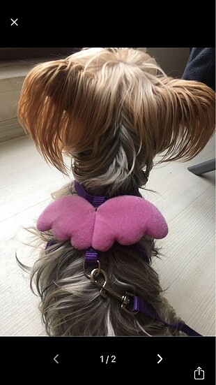 Kanatlı Köpek Tasması
