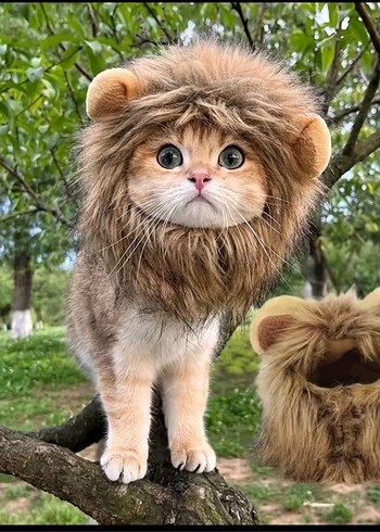 Aslan Kafası Kedi Kostümü - Görsel 2