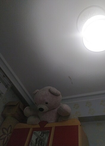  Beden Ayicik