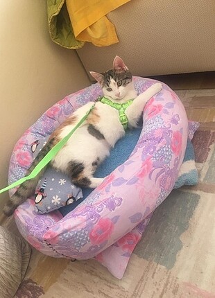 Kedi tasmasi
