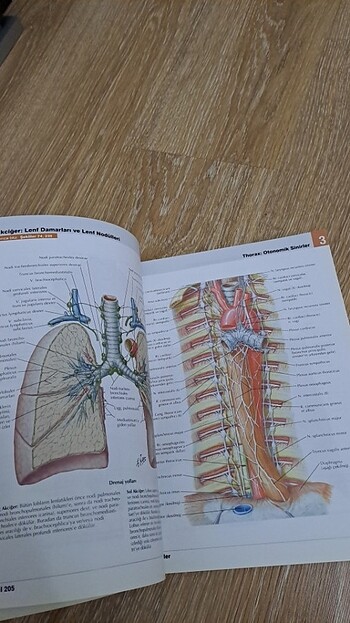  Beden Renk İnsan anatomisi atlası