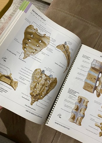İnsan Anatomisi Atlası - Frank H. Netter