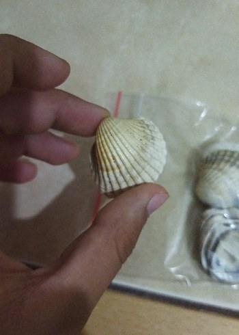diğer Beden 10'lu deniz kabuğu