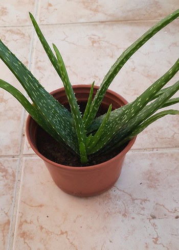 Aloe Vera