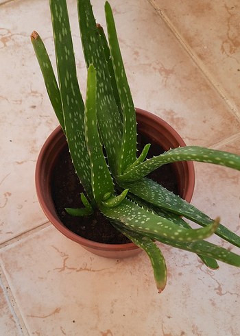 Beden Aloe Vera