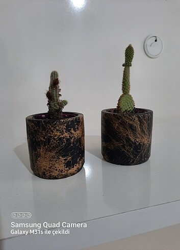 Kaktüs &Beton Saksı Seti