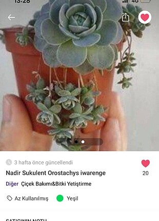 zamia Ölümsüzlük Çiçeği