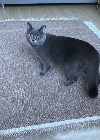 Vizon renk - Görsel 6