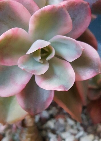 Echeveria Pink Vera Variegated 