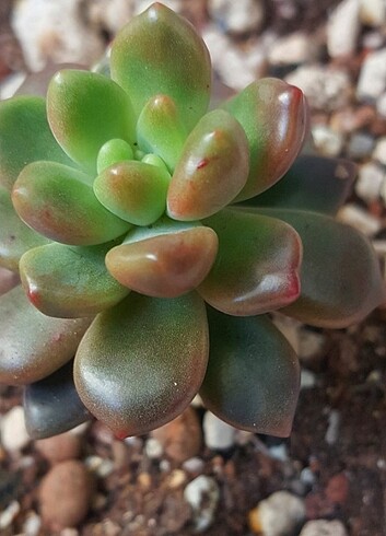 Echeveria Paradoxa 