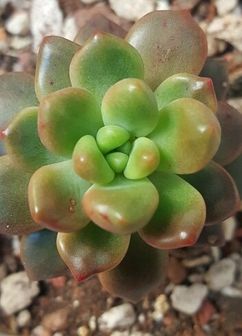  Beden Echeveria Paradoxa 