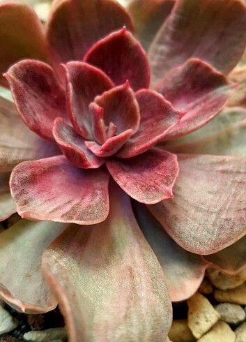 Echeveria Perle Von Nurnberg Varigated 