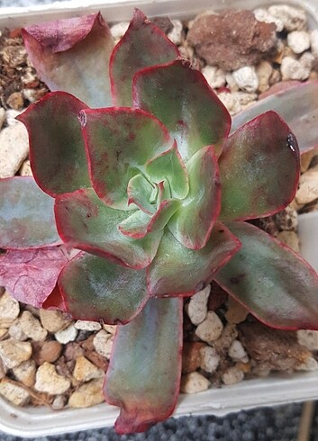  Echeveria Blue Light
