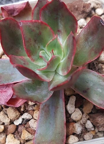  Beden Echeveria Blue Light