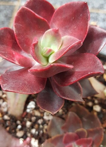  Echeveria Hanaikada