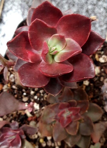  Beden Echeveria Hanaikada
