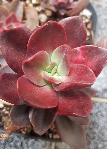  Beden Renk Echeveria Hanaikada