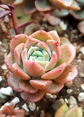 2K Echeveria Labamba