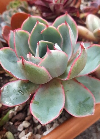 Echeveria Hera