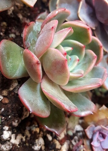 Echeveria Champagne