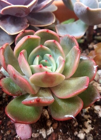 Diğer Echeveria Champagne