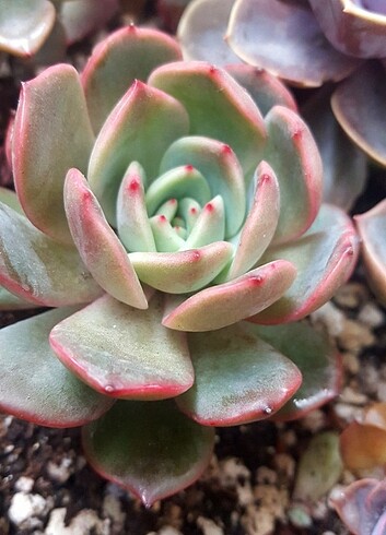  Beden Echeveria Champagne