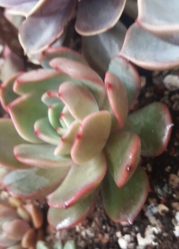  Beden kırmızı Renk Echeveria Champagne