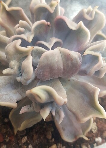 Echeveria Thriller Pearl