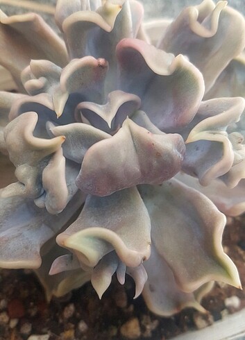  Beden Echeveria Thriller Pearl