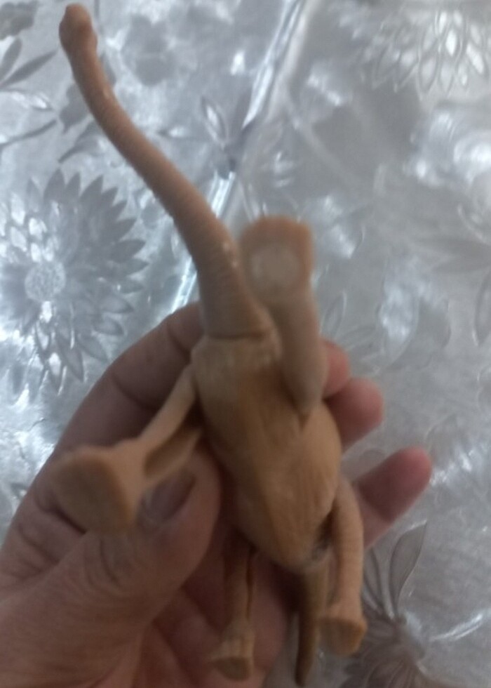 Eklemeli dinozor  - Görsel 5