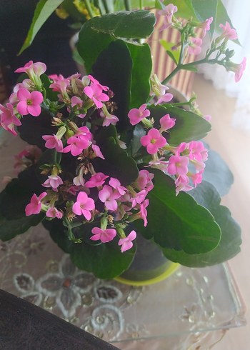 LC Waikiki tek beden