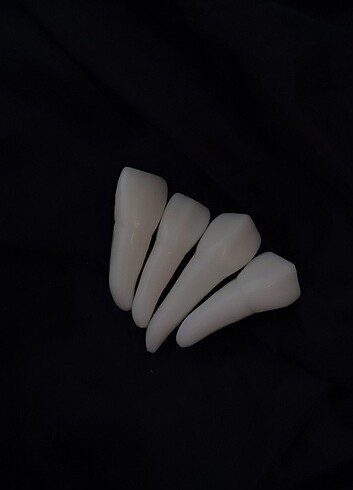 santral lateral kanin premolar