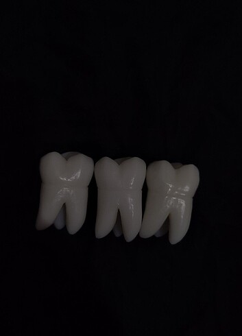 üst molar diş