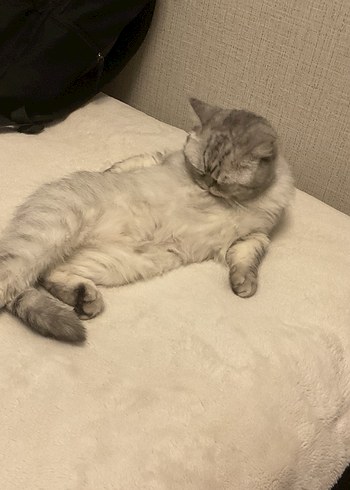 Gri Kedi Aksesuarı