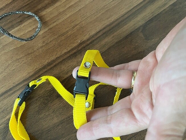 Beden Kedi tasması
