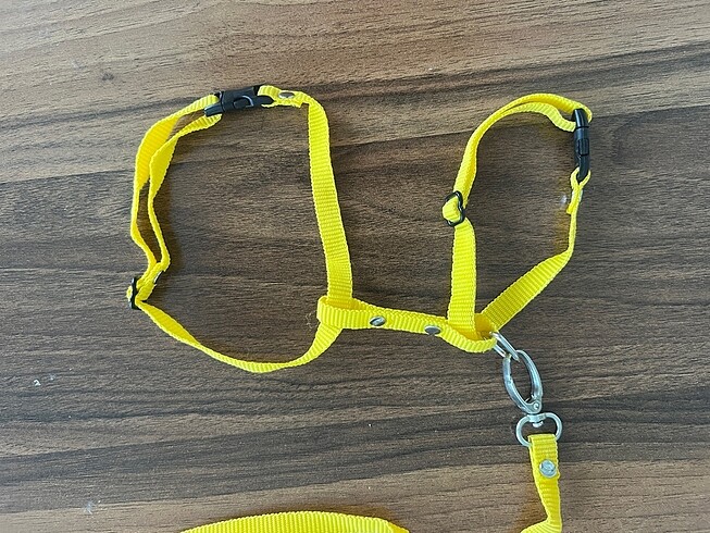 Kedi tasması
