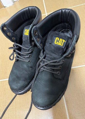 Cat 38
