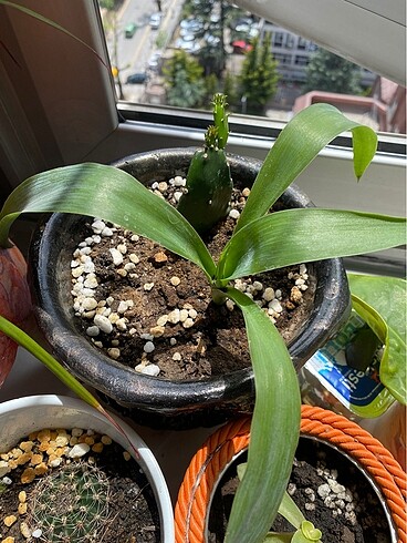 Canlı çiçek - Görsel 2