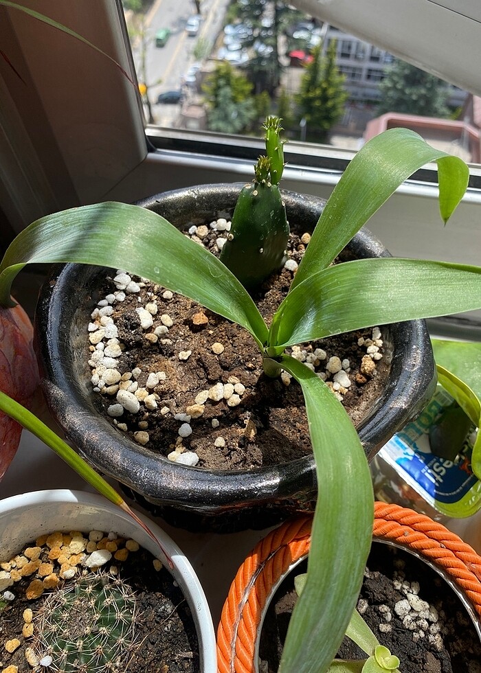 Canlı çiçek - Görsel 2