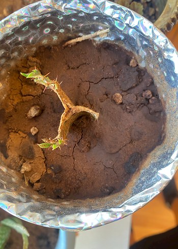 Canlı kaktüs - Görsel 3