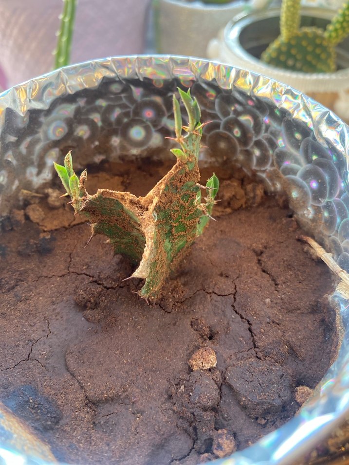 Canlı kaktüs - Görsel 2