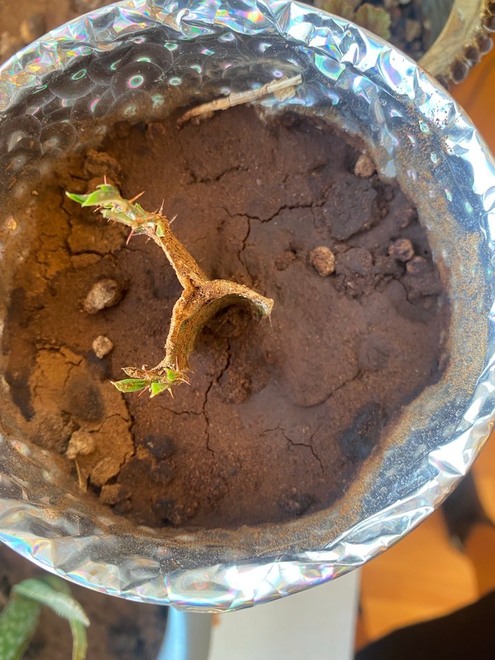 Canlı kaktüs - Görsel 3