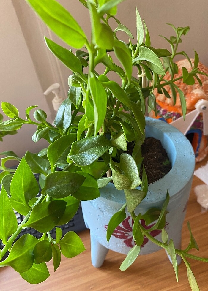 Canlı çiçek - Görsel 2