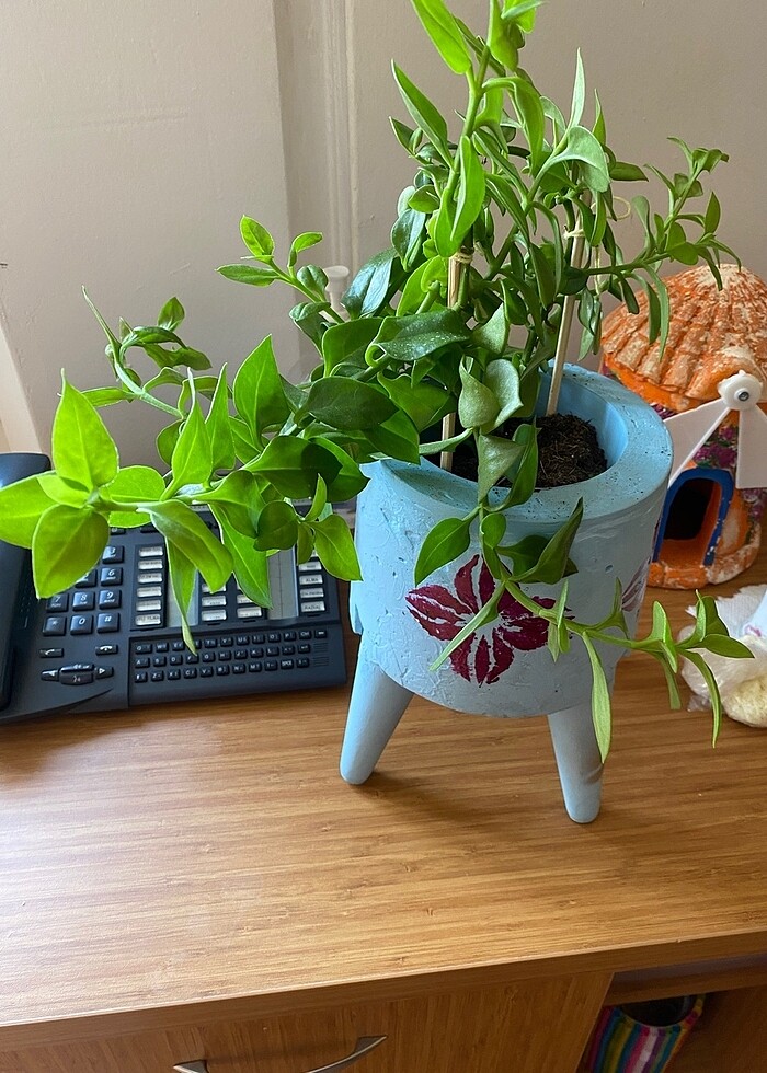 Canlı çiçek - Görsel 3