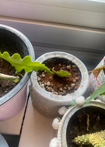 Canlı kaktüs - Görsel 4